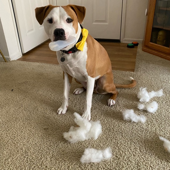 Custom Pet Bowtie Orders by Reggie in Bowties - Picture 12 of 17